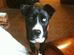 Isn't that one blue eye cute? Her new parents believe she may actually be part Husky IMG_0038.JPG